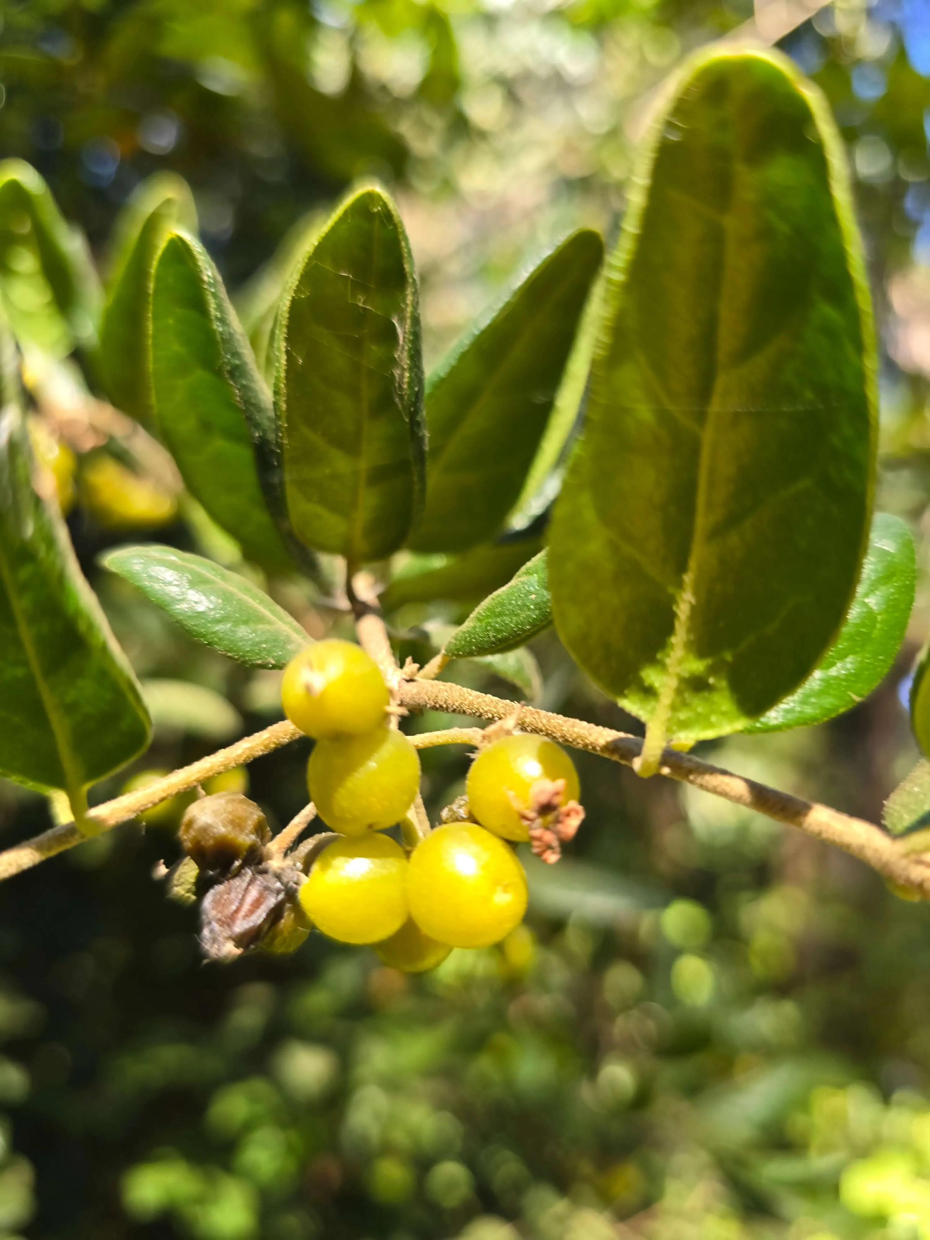 Boldo en fruto — flora nativa
